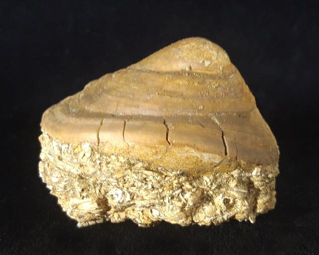 Velates perversus (GMELIN 1791) - Bild © FossNet FossilienStore